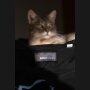 KTRGMS T-Shirt RetroCat - Herren